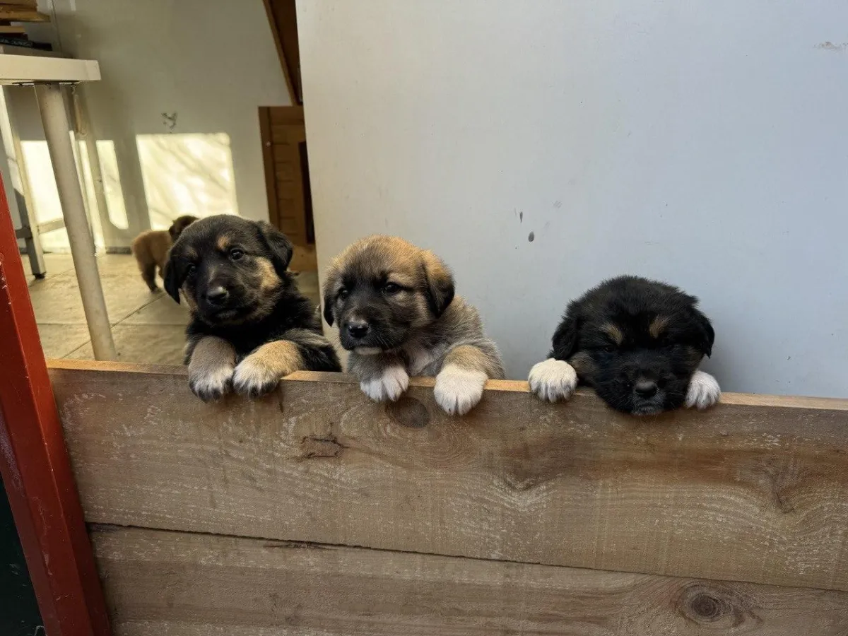 Rebuilding an animal shelter